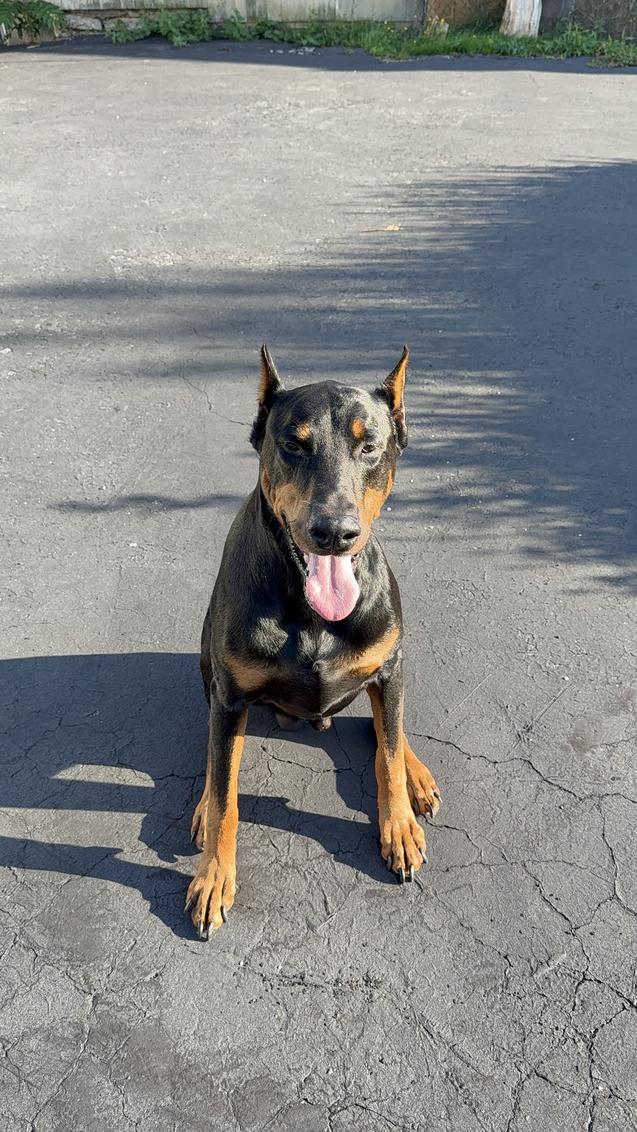 Shaka, Raymond’s beloved Doberman Pinscher
